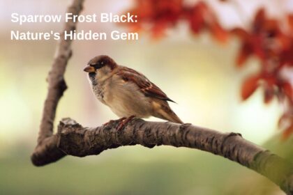 Sparrow frost black