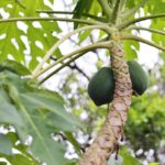 Papaya-Based Sunscreen Production