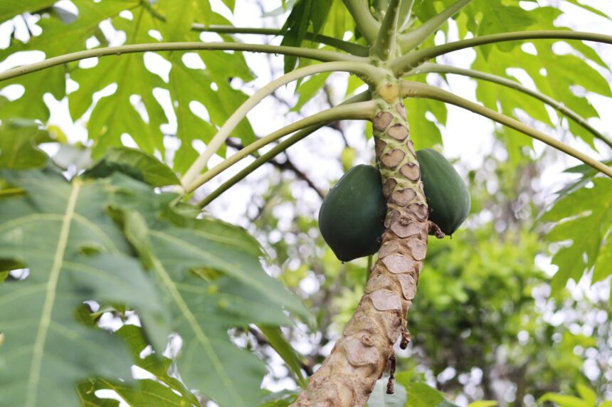 Papaya-Based Sunscreen Production